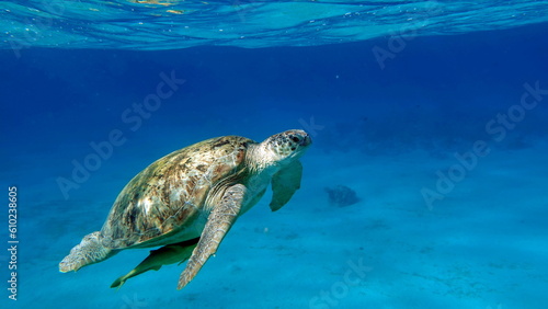 Big Green turtle on the reefs of the Red Sea. Green turtles are the largest of all sea turtles. A typical adult is 3 to 4 feet long and weighs between 300 and 350 pounds. 