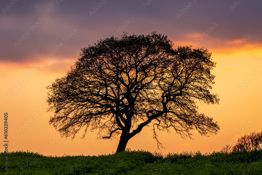 A tree silhouetted against a sunset sky
