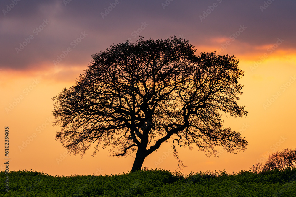 A tree silhouetted against a sunset sky A tree silhouetted against a sunset sky