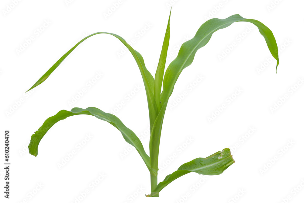 close up fresh green corn tree isolated transparent background png close up fresh green corn tree isolated transparent background png