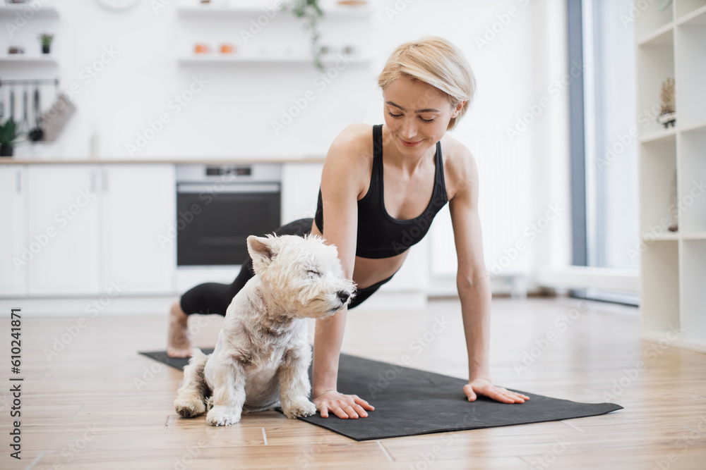 Calm West Highland White Terrier slowly falling asleep while female owner exercising arm balance yoga pose in home interior. Caucasian woman boosting mood and health while practising Phalakasana. Calm West Highland White Terrier slowly falling asleep while female owner exercising arm balance yoga pose in home interior. Caucasian woman boosting mood and health while practising Phalakasana.