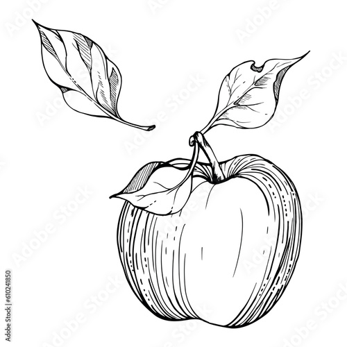 Hand drawn ink composition with ripe apple fruit, full with leaves, monochrome vector, detailed outline. Isolated object on white background Design for wall art, wedding, print, , fabric, cover, card.