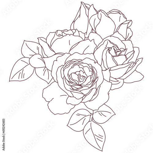 Rose blossom flower bouquet outline art. Hand drawn realistic detailed vector illustration.