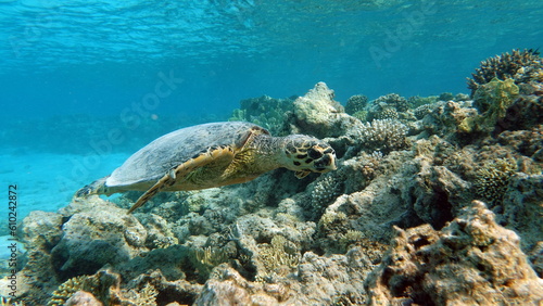 Fototapeta Naklejka Na Ścianę i Meble -  Hawksbill sea turtle (CR species) Hawksbill Turtle - Eretmochelys imbricata.
Sea turtles . Great Reef Turtle .Bissa.
