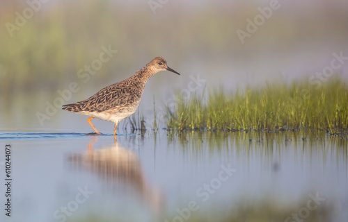 Ruff -  female at the wetland on the mating season in spring