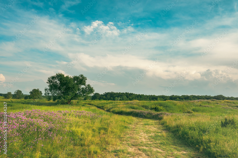 Summer on the plains and hills. Vegetation, flowers, a tree, a path and warm colors