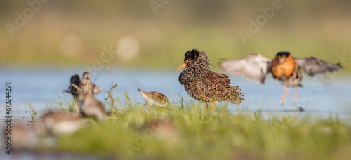 Ruff - male bird at a wetland on the mating season in spring photo