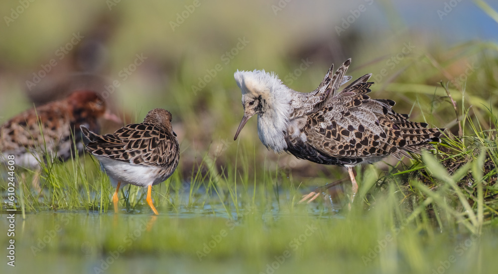 The ruff - pair at wetland on a mating season in spring The ruff - pair at wetland on a mating season in spring