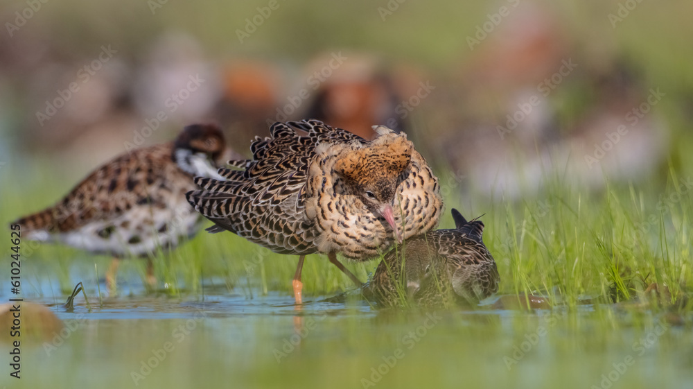 The ruff - pair at wetland on a mating season in spring The ruff - pair at wetland on a mating season in spring