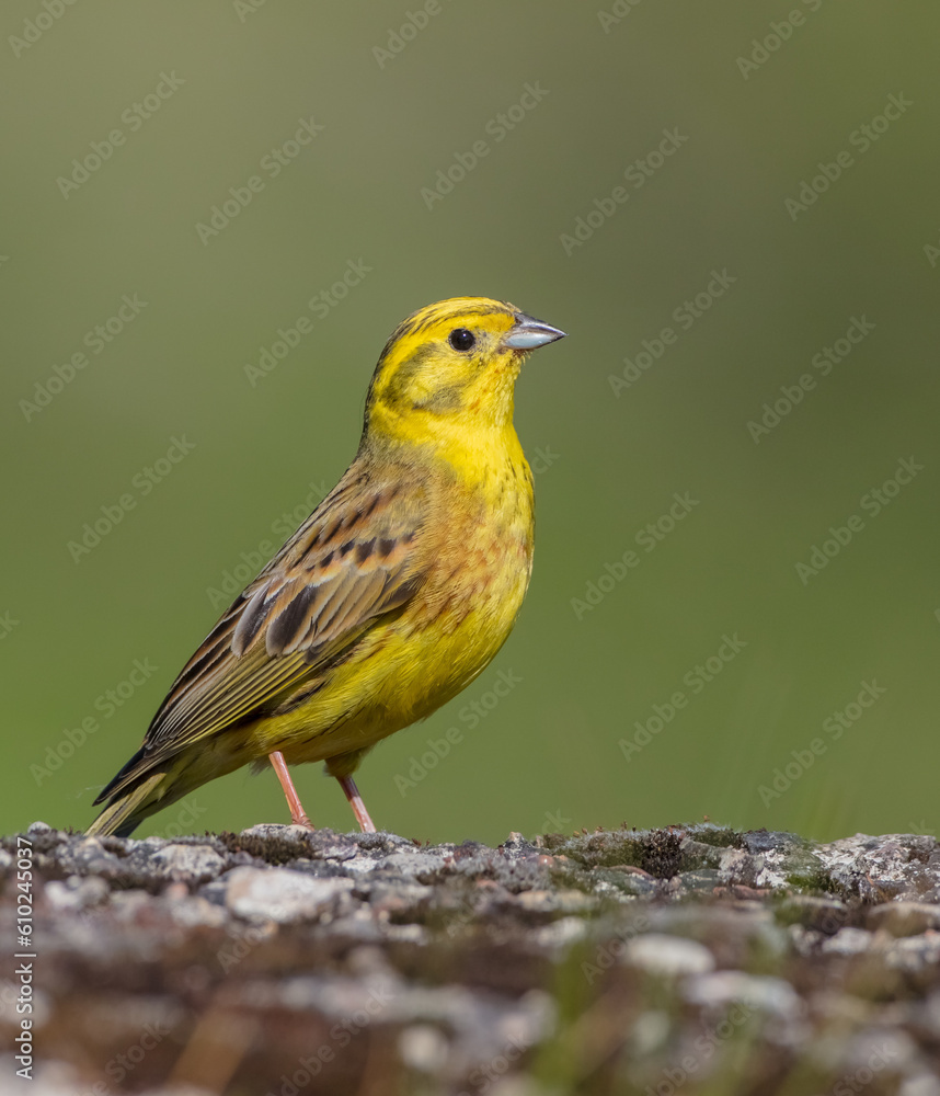 Yellowhammer - male bird on late spring at a wetland Yellowhammer - male bird on late spring at a wetland