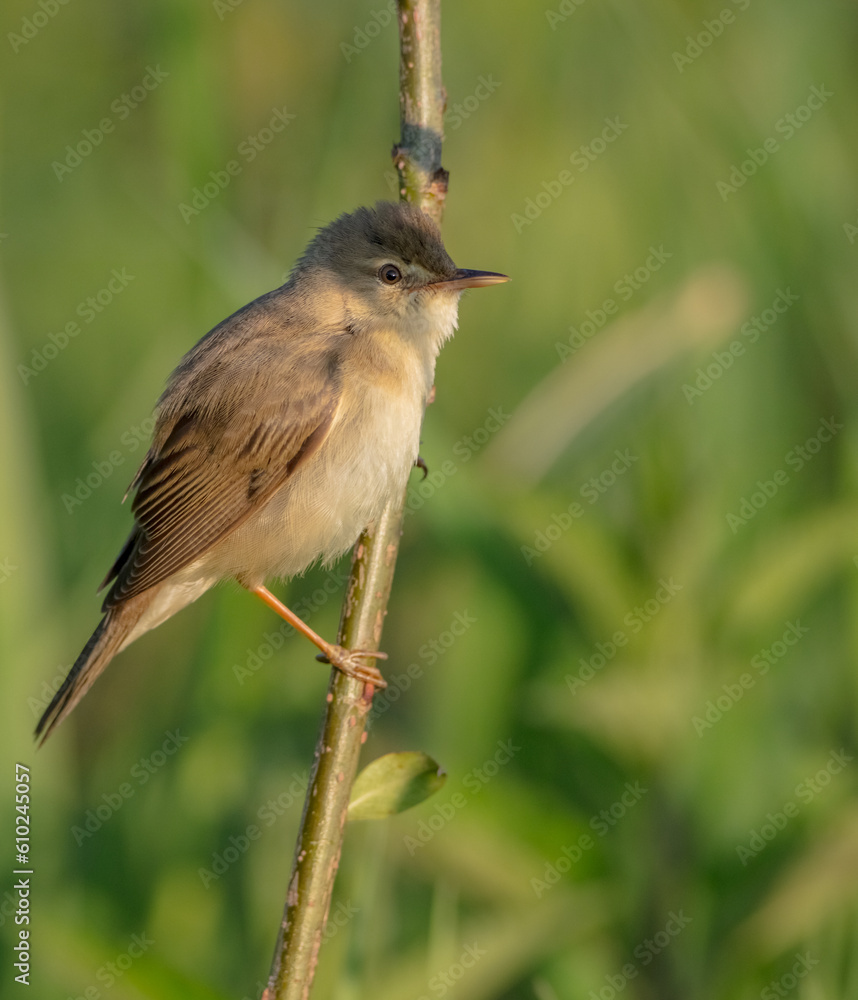 Obraz premium Marsh warbler - at the meadow in spring