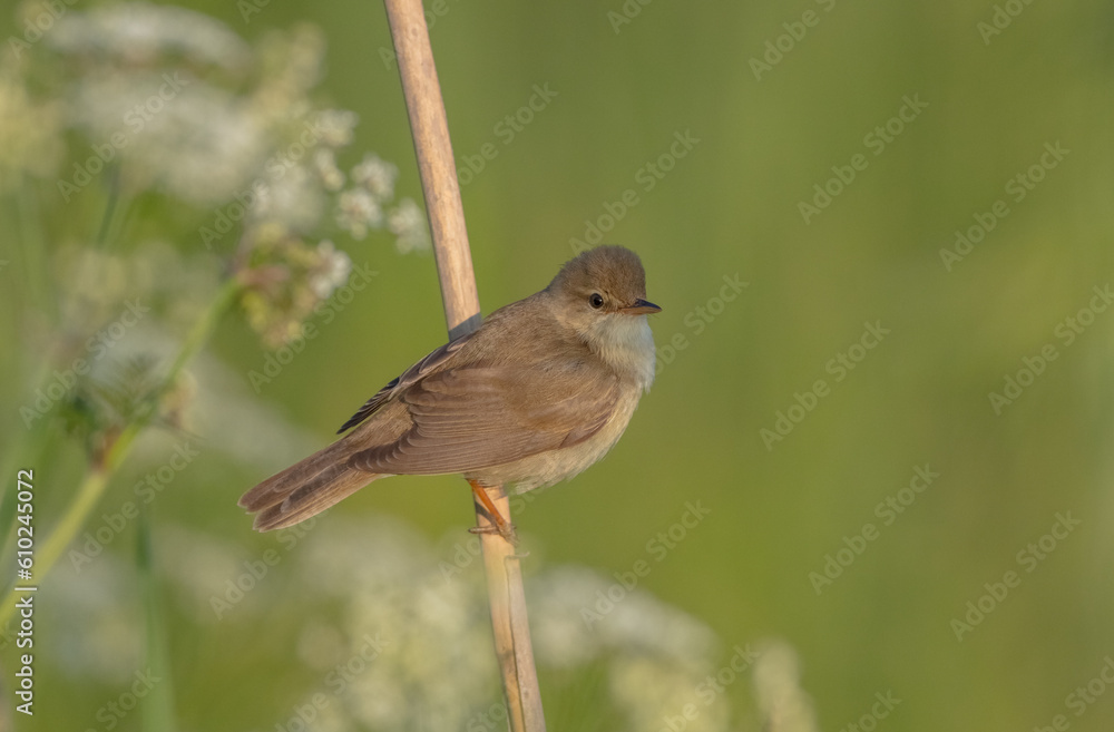 Fototapeta premium Marsh warbler - at the meadow in spring