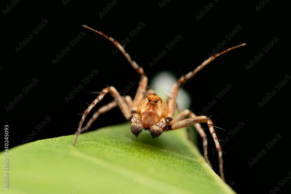 Red monkey faced lynx spider, Hamatailwa grisea at Satara, Maharashtra Red monkey faced lynx spider, Hamatailwa grisea at Satara, Maharashtra