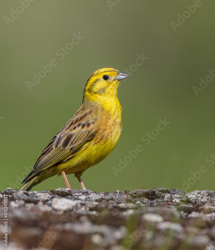 Yellowhammer - male bird on late spring at a wetland