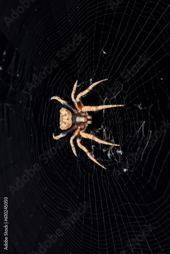 Flat back spider  Poltys illepidus at Satara  Maharashta