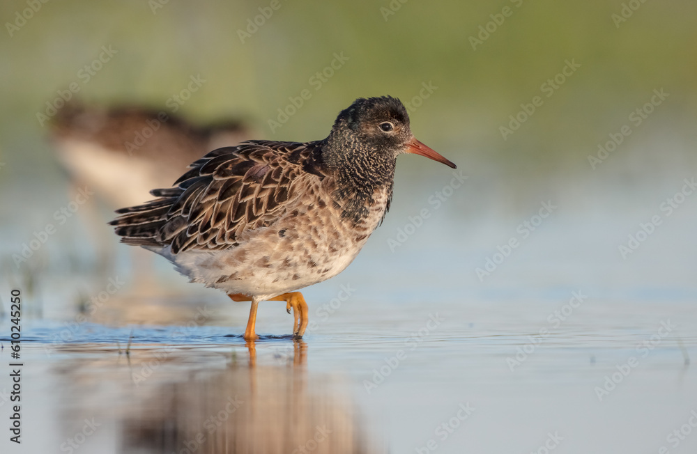 Ruff - male bird at a wetland on the mating season in spring Ruff - male bird at a wetland on the mating season in spring
