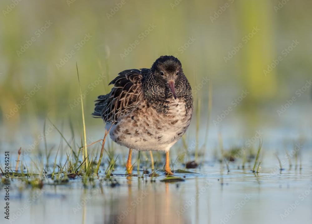Ruff - male bird at a wetland on the mating season in spring Ruff - male bird at a wetland on the mating season in spring