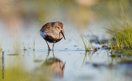 Dunlin - adult bird at a wetland on the spring migration  photo