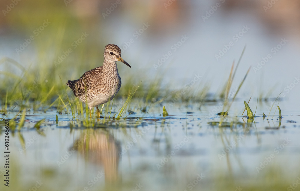 Wood Sandpiper - in spring on the migration way at wetland Wood Sandpiper - in spring on the migration way at wetland
