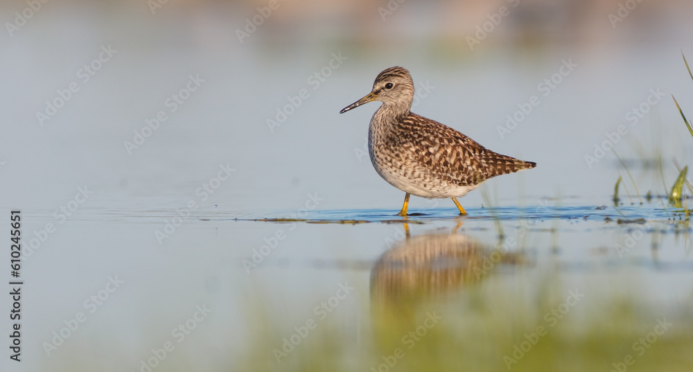 Wood Sandpiper - in spring on the migration way at wetland Wood Sandpiper - in spring on the migration way at wetland