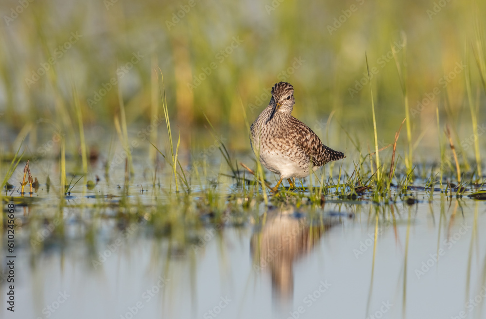 Wood Sandpiper - in spring on the migration way at wetland Wood Sandpiper - in spring on the migration way at wetland