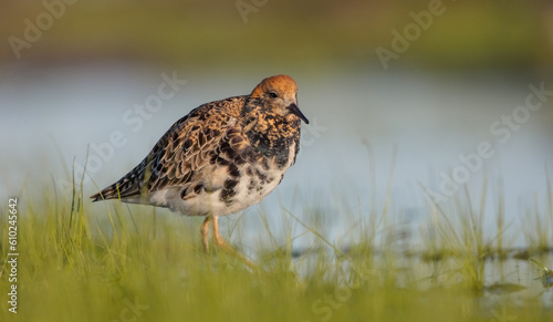 Ruff - male bird at a wetland on the mating season in spring © Simonas