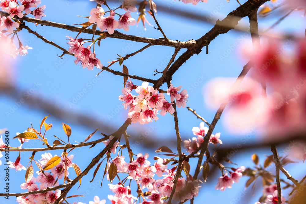Branches of Wild Himalayan Cherry Blossom flower on blue sky background Branches of Wild Himalayan Cherry Blossom flower on blue sky background