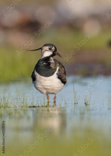 Foto Northern lapwing - male bird at a wetland in spring