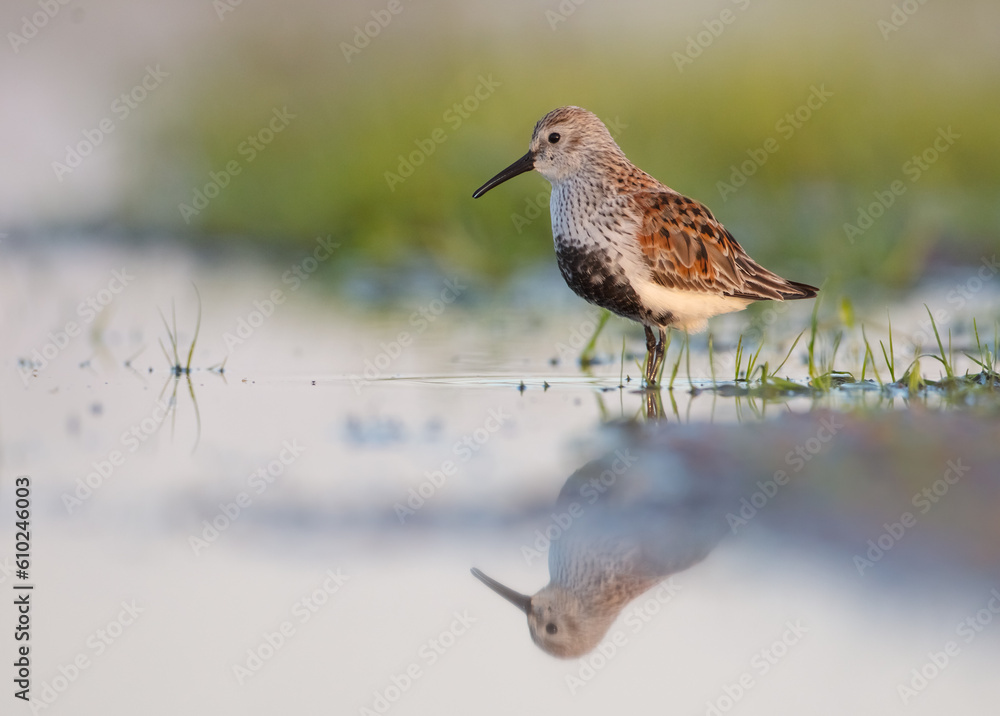 Dunlin - adult bird at a wetland on the spring migration Dunlin - adult bird at a wetland on the spring migration