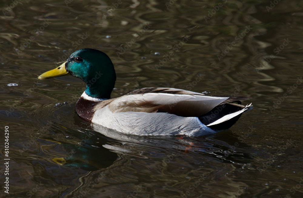 Fototapeta premium duck on the water
