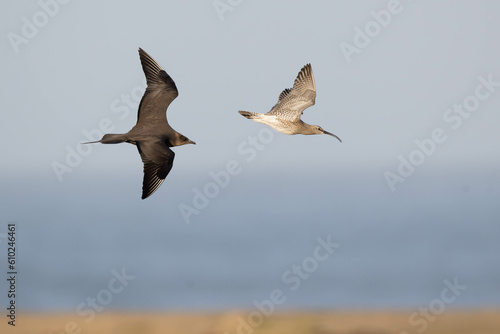 Oiseau
