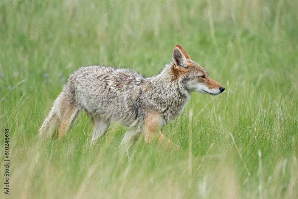 Coyote (Canis latrans) in the wild Coyote (Canis latrans) in the wild