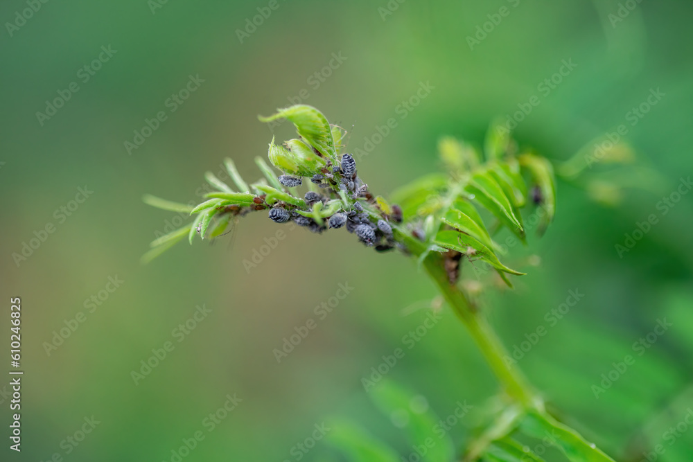 Black Bean Aphid Colony Close-up. Blackfly or Aphis Fabae Garden Parasite Insect Pest Macro Black Bean Aphid Colony Close-up. Blackfly or Aphis Fabae Garden Parasite Insect Pest Macro