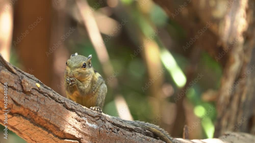 Pallas's squirrel, Red-bellied squirrel on branch. Pallas's squirrel, Red-bellied squirrel on branch.