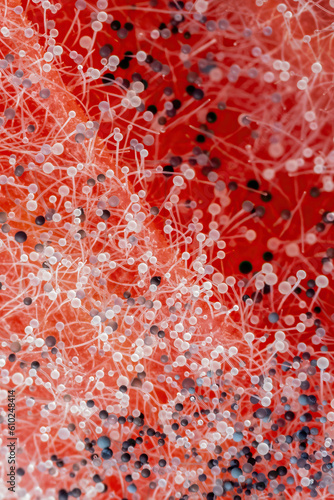 Fungal Parasitic Mold Spore Growth on the Plant. High Magnification Microscopic Photo for Science or Medicine Concept Background