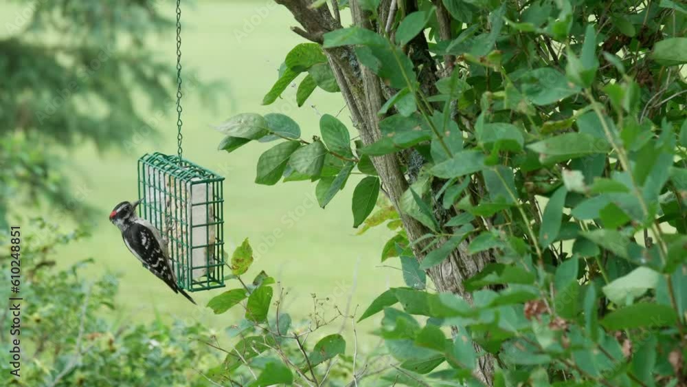 Cute Woodpecker Eating from a Feeder in Summer Cute Woodpecker Eating from a Feeder in Summer