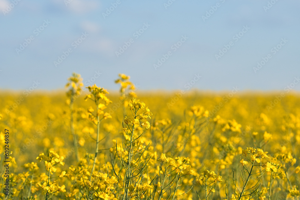 Rape with yellow flowers in the canola field. Product for edible oil and bio fuel Rape with yellow flowers in the canola field. Product for edible oil and bio fuel