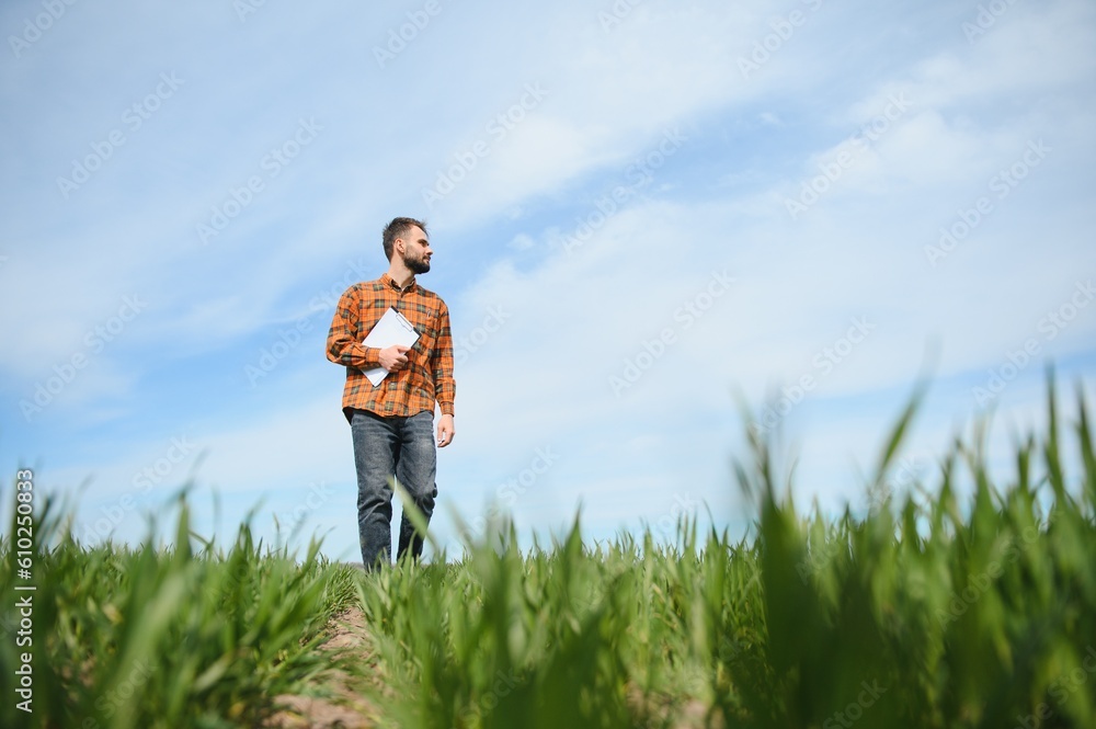 A young farmer inspects the quality of wheat sprouts in the field. The concept of agriculture. A young farmer inspects the quality of wheat sprouts in the field. The concept of agriculture.