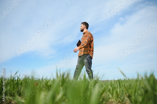 A young farmer inspects the quality of wheat sprouts in the field. The concept of agriculture.