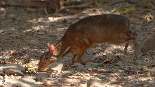 Lesser Mouse Deer (Tragulus javanicus) in the forest photo