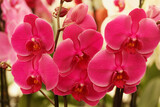Orchid Phalaenopsis. Genus of orchids known as moth orchids.