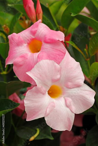 Dipladenia. Mandevilla. It is a tropical vine native from South America with beauty flowers.