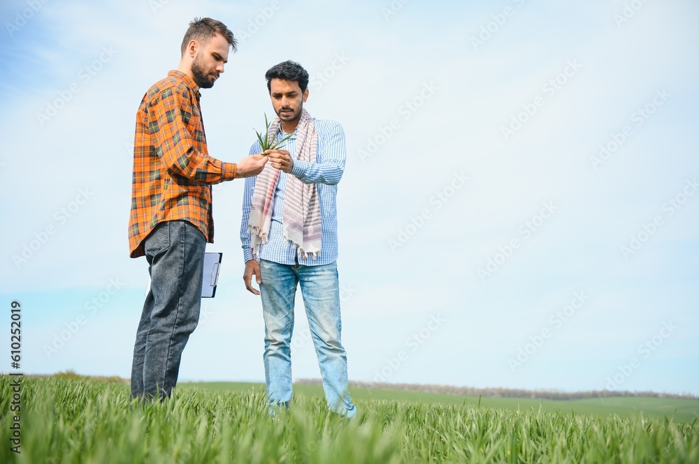 Two indian farmers standing at agriculture field. Two indian farmers standing at agriculture field.