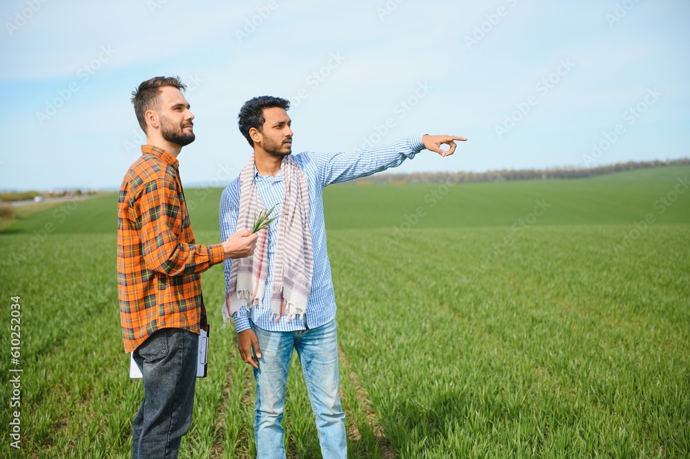 Indian and European farmers stand in a field of green wheat Indian and European farmers stand in a field of green wheat