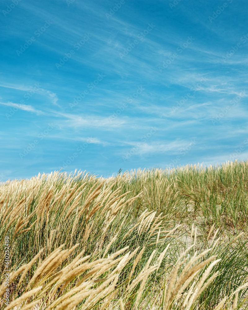 Nature view with dune grass, fine sand and blue cloudy sky, beach dunes of Baltic sea, Russia. Beautiful aesthetic natural scenic background, picturesque seaside with growth green grass, summer Nature view with dune grass, fine sand and blue cloudy sky, beach dunes of Baltic sea, Russia. Beautiful aesthetic natural scenic background, picturesque seaside with growth green grass, summer