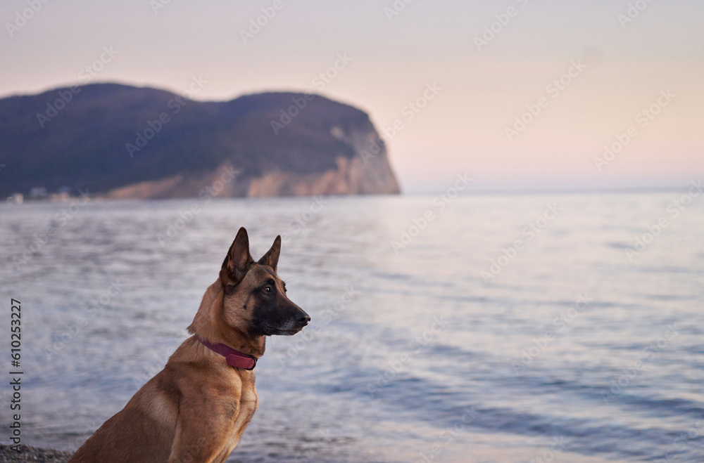 dog at sea. Belgian Shepherd - Malinois on the background of the water, on the beach. Walking with an obedient animal dog at sea. Belgian Shepherd - Malinois on the background of the water, on the beach. Walking with an obedient animal