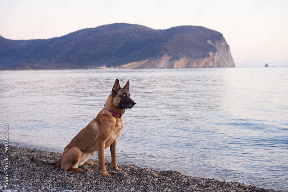 dog at sea. Belgian Shepherd - Malinois on the background of the water, on the beach. Walking with an obedient animal dog at sea. Belgian Shepherd - Malinois on the background of the water, on the beach. Walking with an obedient animal