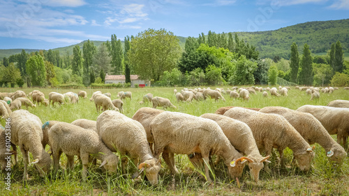 Fotografía troupeau de moutons dans un près