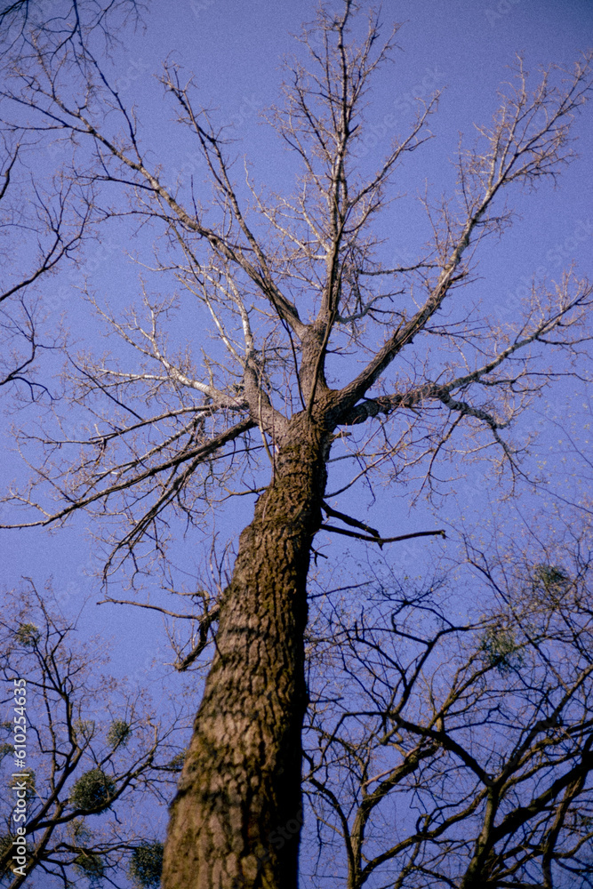 tree against sky