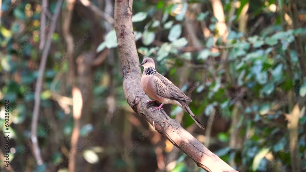 Columbidae bird on branch.